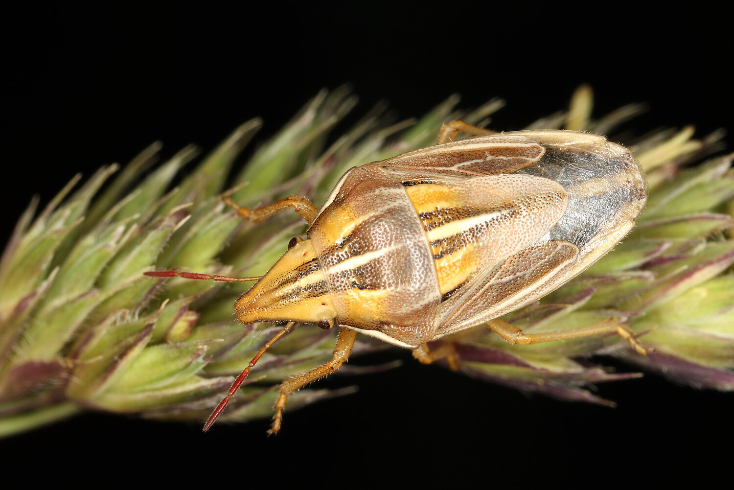 Foto Aelia rostrata